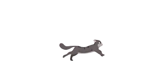 Bengal cat chasing