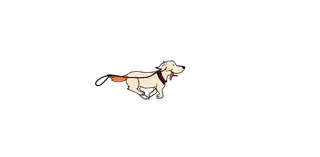 Alaskan Husky running